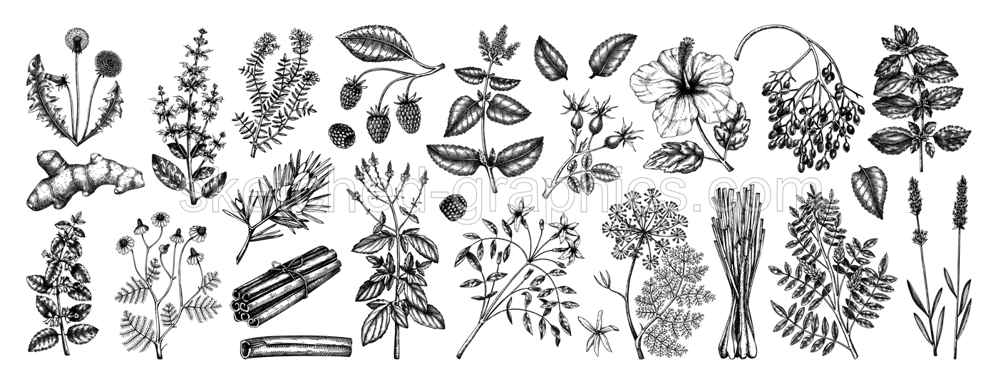 Hand drawn tea ingredients collection in vintage style. Botanical illustration of fruits, flowers, leaves, and herbs for recipe, menu, label, icon, packaging. Herbal tea ingredients set Illustration